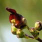 1000 EASTERN FIGWORT (Late Figwort / Carpenters Square) Scrophularia Marilandica Flower Seeds
