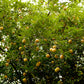 1 NUTMEG TREE Seed Myristica Fragrans Pala MACE Fruit Nut Pumpkin Pie Spice