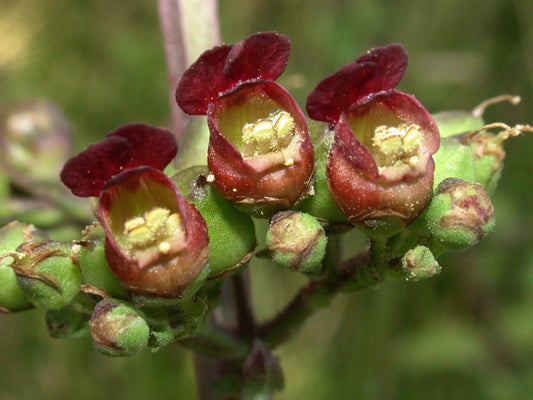 1000 EASTERN FIGWORT (Late Figwort / Carpenters Square) Scrophularia Marilandica Flower Seeds