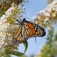 50 WHITE BUTTERFLY BUSH Buddleja Davidii Flower Seeds