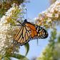 100 MIXED Colors BUTTERFLY BUSH Buddleja Davidii Flower Shrub Seeds