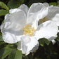 10 WHITE JAPANESE ROSE Rosa Rugosa Alba Bush Rugosa Rose Flower Seeds