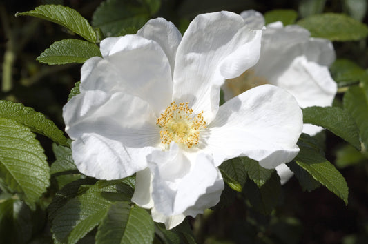 10 WHITE JAPANESE ROSE Rosa Rugosa Alba Bush Rugosa Rose Flower Seeds