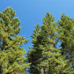 20 DOUGLAS FIR Tree Abies Pseudotsuga Menziesii Christmas Tree Blue Douglas Pine Spruce Native Evergreen Seeds