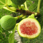 30 COMMON Edible FIG TREE Ficus Carica Purple Brown Skin Pink Flesh Fruit Seeds