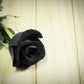 5 BLACK ROSE Rosa Bush Shrub Perennial Flower Seeds