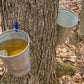 25 SUGAR MAPLE Syrup TREE Native Rock Fall Color Acer Saccharum Seeds
