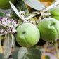 10 GIANT MILKWEED Sodom Apple Calotropis Procera Crown Flower Shrub Seeds