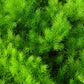 1000 LONG ISLAND Mammoth DILL Anethum Graveolens Herb Flower Seeds