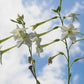 200 JASMINE AZTEC NICOTIANA (Ornamental Flowering Tobacco) Nicotiana Alata Flower Seeds