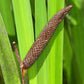 250 SWEET FLAG GRASS Wetland Pond Acorus Calamus Ornamental Seeds