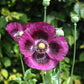 400 PERSIAN BLUE POPPY Papaver Somniferum Flower Seeds