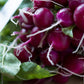 300 PURPLE PLUM RADISH Raphanus Sativus White Flesh Root Vegetable Seeds