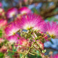 25 MIMOSA / Persian SILK TREE Albizia Julibrissin Seeds