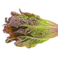3000 CIMMARON Red ROMAINE LETTUCE Lactuca Sativa Vegetable Seeds