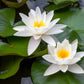 10 WHITE WATER LILY / Lily Pad / Sacred Asian Water Lotus Nymphaea Ampla Flower Seeds