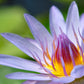 3 Organic Mixed Colors LOTUS Nelumbo Nucifera Pond Water Lily Lilypad Blue Red Flower Large Seeds