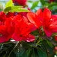 10 RED CUMBERLAND AZALEA Rhododendron Cumberlandense Bush Shrub Flower Seeds