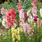 25 Double MADAME BUTTERFLY SNAPDRAGON Mixed Colors Antirrhinum Majus Flower Seeds