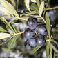 15 EUROPEAN OLIVE TREE Olea Europaea Edible Common Green Black Fruit Seeds