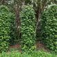 25 BLACK PEPPERCORN Black Pepper Piper Nigrum Spice Vine Seeds