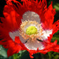 500 DANISH FLAG POPPY Red & White Queens Poppy Papaver Somniferum Danebrog Flower Seeds