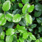 40 SALAL BERRY Gaultheria Shallon Pink White Flowers Blue Fruit Shrub Seeds