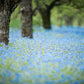 500 Blue FORGET ME NOT Myosotis Sylvatica Shade or Sun Perennial Flower Seeds