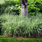 1000 Variegated RIBBON GRASS Reed Canary Phalaris Arundinacea Pink Flower Seeds