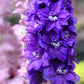 500 Purple ROCKET LARKSPUR DELPHINIUM Ajacis Consolida Flower Seeds