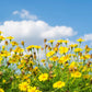 1000 DAHLBERG DAISY Thymophylla Tenuiloba Yellow Flower Seeds - aka Golden Fleece, Gold Carpet,  Shooting Star