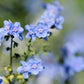 500 Blue Chinese FORGET ME NOT (Hounds Tongue) Cynoglossum Amabile Flower Seeds