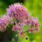 5 COLUMBINE MEADOW RUE Thalictrum Aquilegifolium Purple Pink Flower Seeds