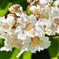 50 Flowering NORTHERN CATALPA Speciosa TREE Seeds (aka Western Catalpa or Catawba / Indian Cigar / Fish-Bait)