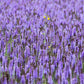 100 ORGANIC Superior LICORICE MINT Agastache Rugosa Korean Tea Herb Purple Flower Seeds