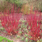 25 FIRE and ICE DOGWOOD Cornus Alba Shrub Tree Variegated Red Bark White Berry & Flower Seeds