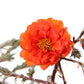 100 Orange PORTULACA MOSS ROSE Portulaca Grandiflora Succulent Flower Seeds