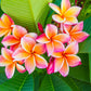 10 MIXED COLORS PLUMERIA Seeds - Lei Flower Frangipani Mix Fragrant Shrub Small Tree Pink Red Yellow White Peach Two Tone