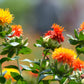 300 SAFFLOWER Saffron Carthamus Tinctorius Yellow Orange Flower Seeds