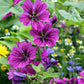 20 MAURITIAN MALVA Mallow Malva sylvestris var. mauritania Flower Seeds