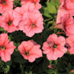 25 SALMON PETUNIA Grandiflora Flower Seeds