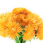 30 YELLOW NEEDLE ASTER Callistephus Chinensis Unicom Flower Seeds