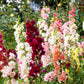 25 Double MADAME BUTTERFLY SNAPDRAGON Mixed Colors Antirrhinum Majus Flower Seeds