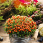 25 JERUSALEM CHERRY Madeira Winter Solanum Pseudocapsicum Flower Seeds