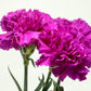 50 MAGENTA CARNATION Dianthus Caryophyllus Chabaud Flower Seeds