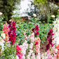 25 Double MADAME BUTTERFLY SNAPDRAGON Mixed Colors Antirrhinum Majus Flower Seeds