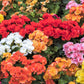 10 MIXED DOUBLE BEGONIA Tuberosa Tuberous Begonia Red Pink White Yellow Orange Shade Flower Seeds