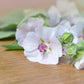 50 WHITE MARSH MALLOW Althaea Officinalis Flower Seeds