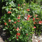 100 WILD/ CANADIAN COLUMBINE Aquilegia Canadensis Flower Seeds