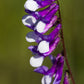 100 HAIRY CROWN VETCH (Russian Vetch) Vicia Villosa Flower Vine Seeds